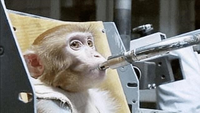 太空 那只被人类送上太空的猴子，后来怎么样了？结局十分凄凉
