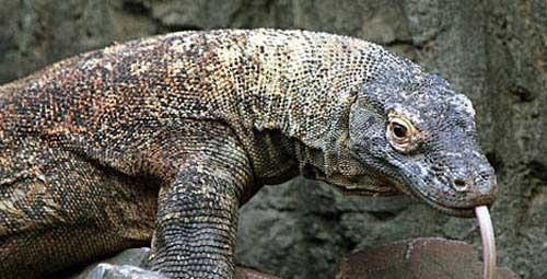 科莫多龙 世界最大的蜥蜴—科莫多龙，生物界王者般的存在，为何会面临灭绝