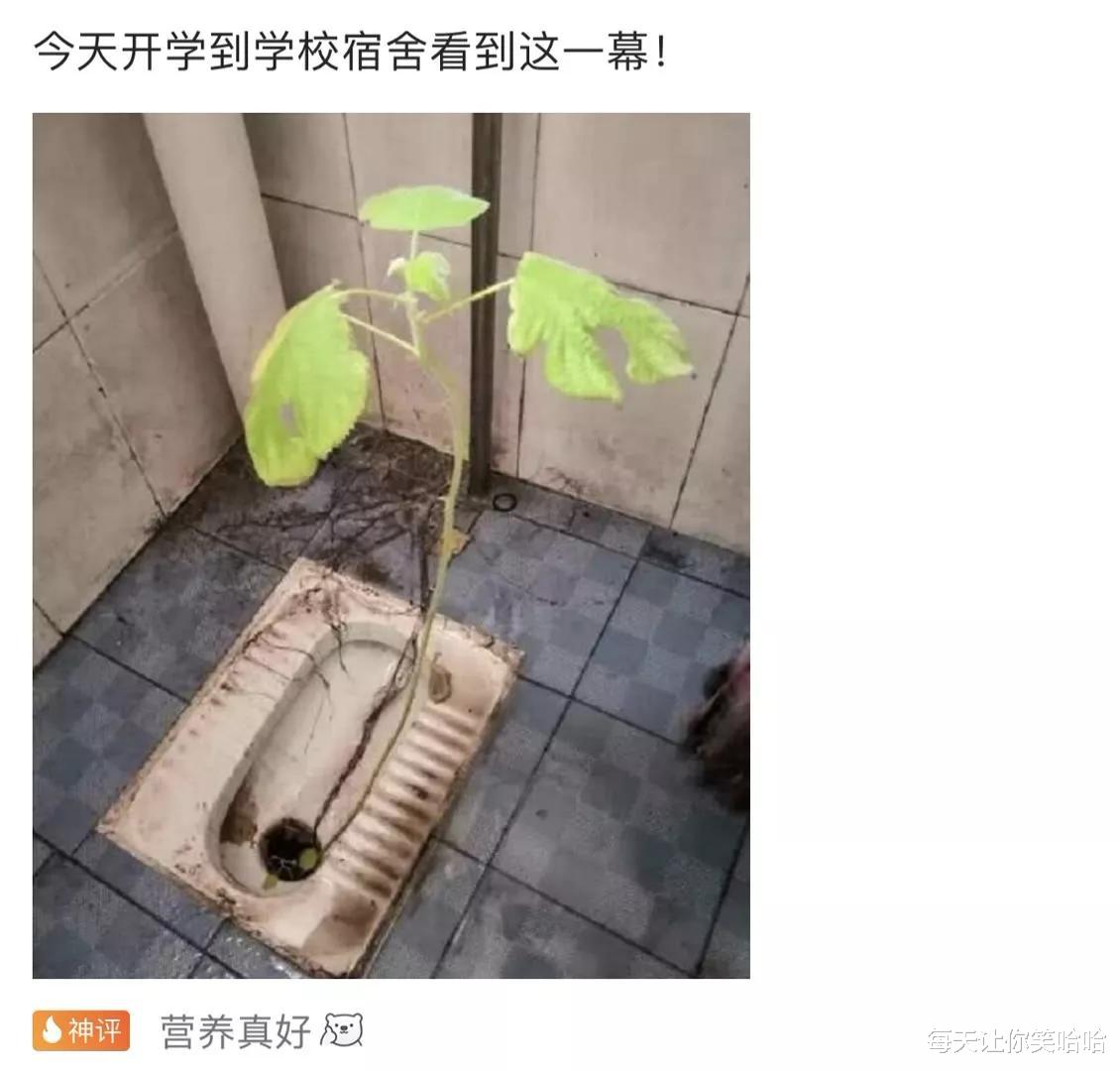 神回复|神回复：为什么都说千万不能娶护士当老婆？神评真相了，觉得对吗