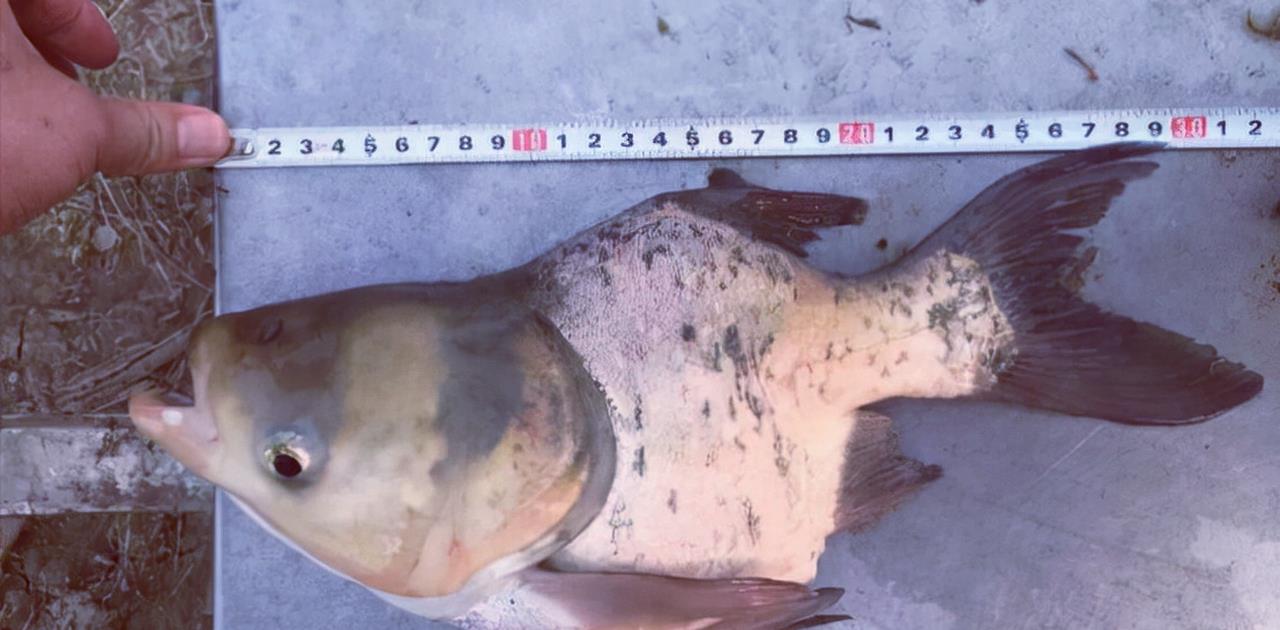 花鲢|人为地把花鲢培育出畸形鱼，还取了一个好听的名字，只为一道名菜