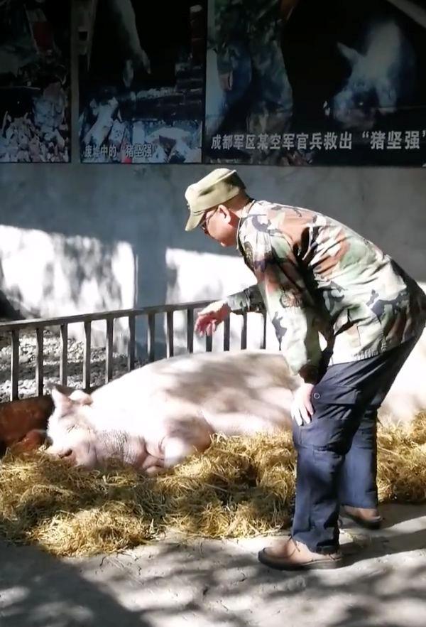 科学菌带你看世界 猪坚强挺过第13个512，寿命相当于人类100岁，汶川地震后逆天改命