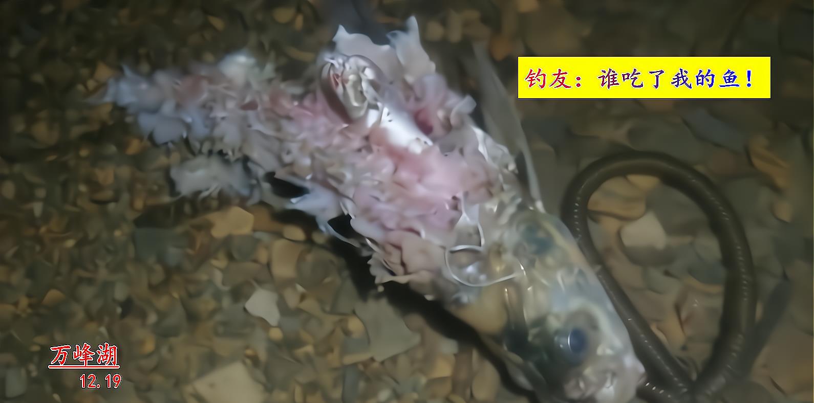 |万峰湖：有人将吊起来的翘嘴鱼养在水里，转眼被吃得只剩个鱼头