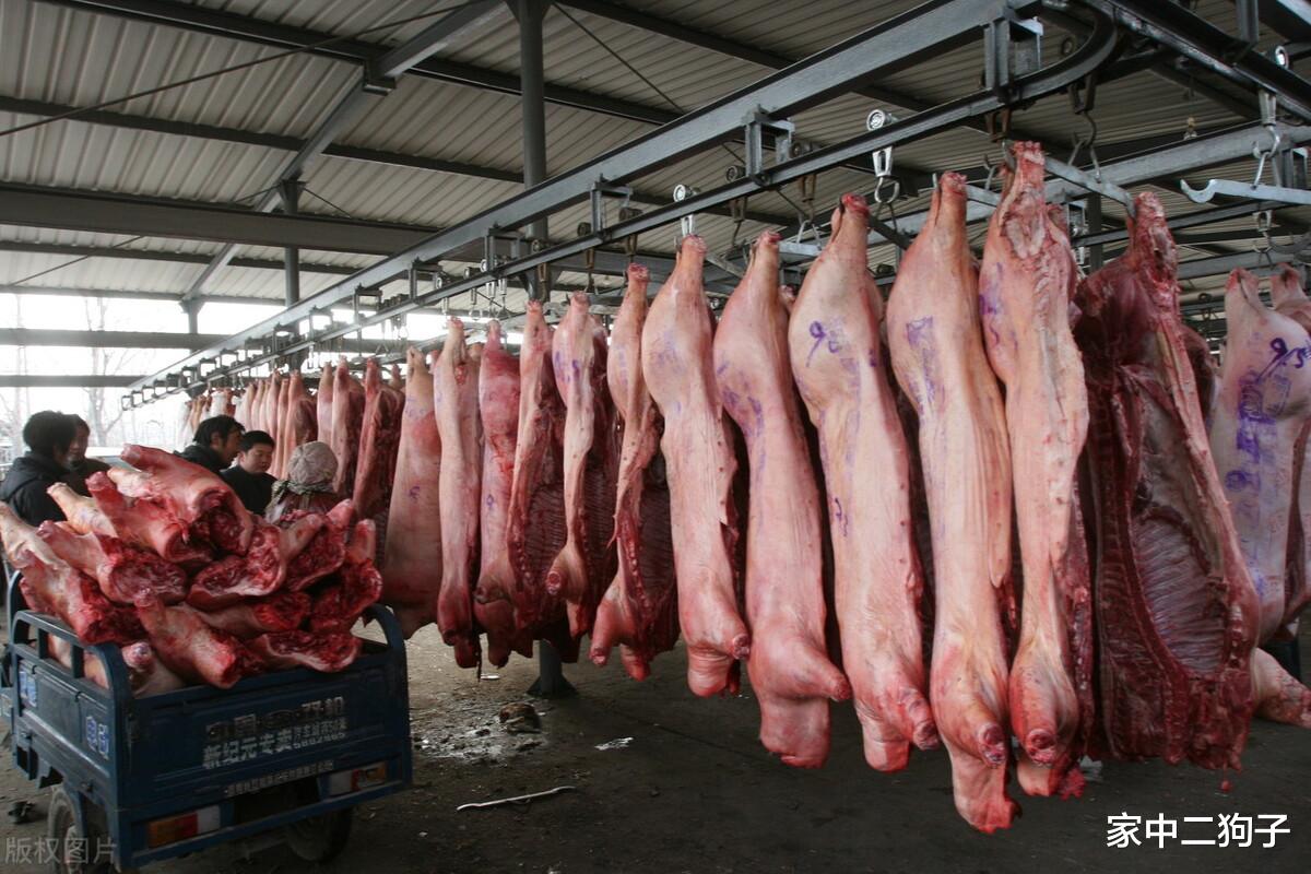 生猪价格 猪价“破8冲7”，行情为何再次坠落，屠企压价要背锅？没那么简单