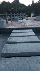 招聘|“高端人才,往往只需简单的简历,我觉得我也行!”