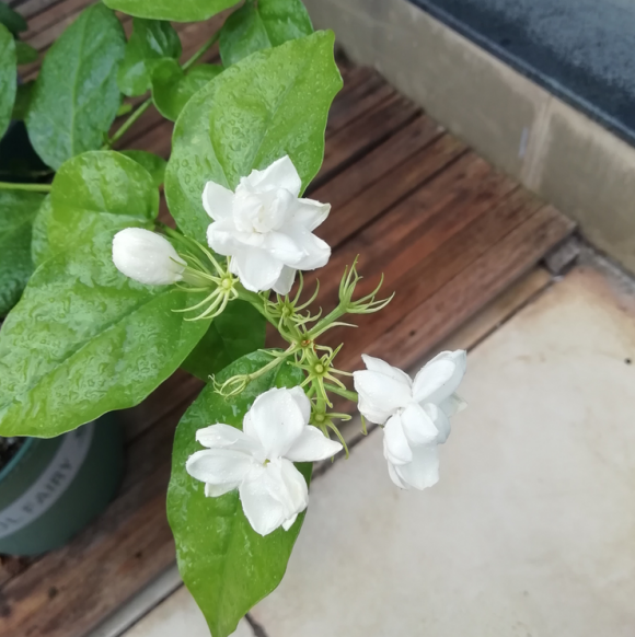 向阳园艺|茉莉花到花期了,没开花的,赶紧晒太阳,暴晒对开花有帮助