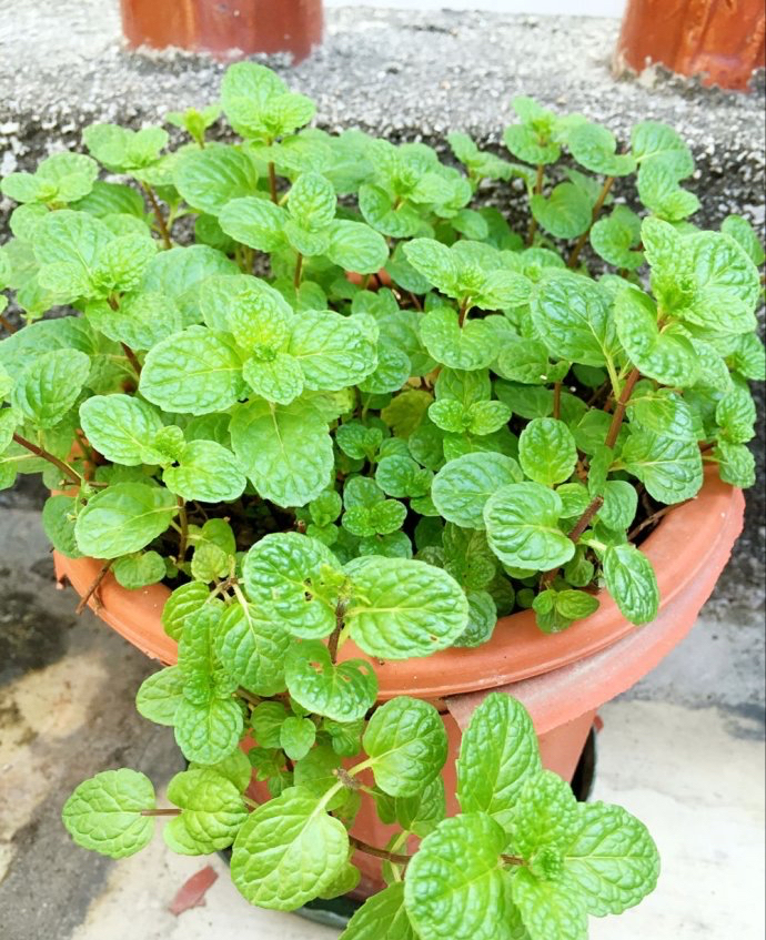 5种“香香花”摆在卫生间,臭味通通跑光,跟喷了香水儿似得