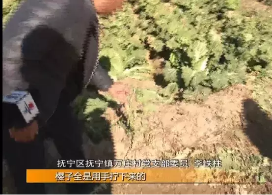河北老人“组团偷菜”引发全网众怒:你为老不尊的样子,真丑!