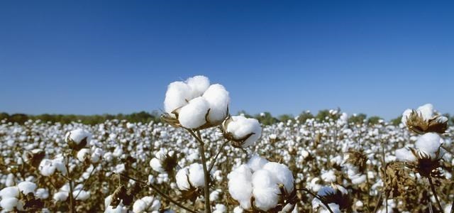 新疆棉為何被突然圍攻？世界最好棉花之一，自然環境造就最強之棉-圖8