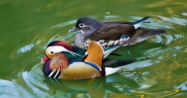 基因 “一夫一妻”的动物，如果一方死了，它们能经受住交配的诱惑吗？