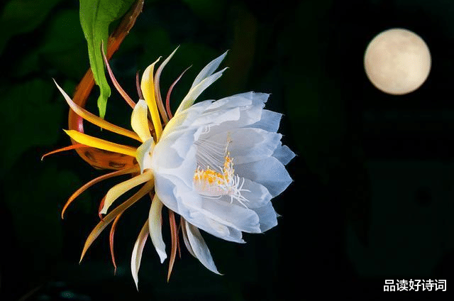 |「诗词鉴赏」昙花一现为韦陀，古诗词里的昙花，一现刹那芳华