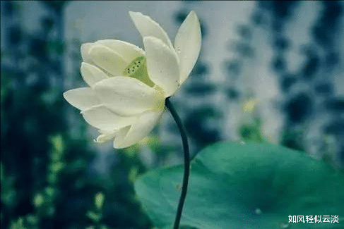如风轻似云淡|人在单位，懂得人情世故的人，手机调成了静音