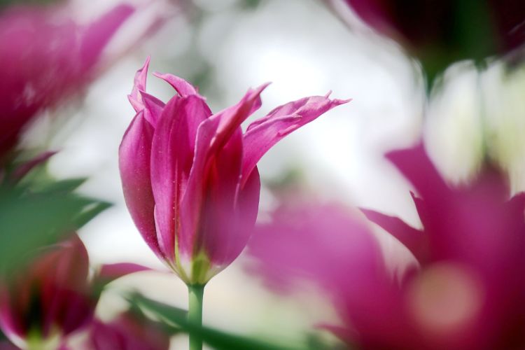 芨芨草001|没有原因的分手，你能接受吗？