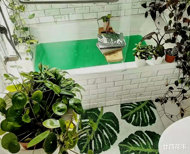 6种花,适合养在卫生间,吸潮气除异味,厕所变成“绿植园”