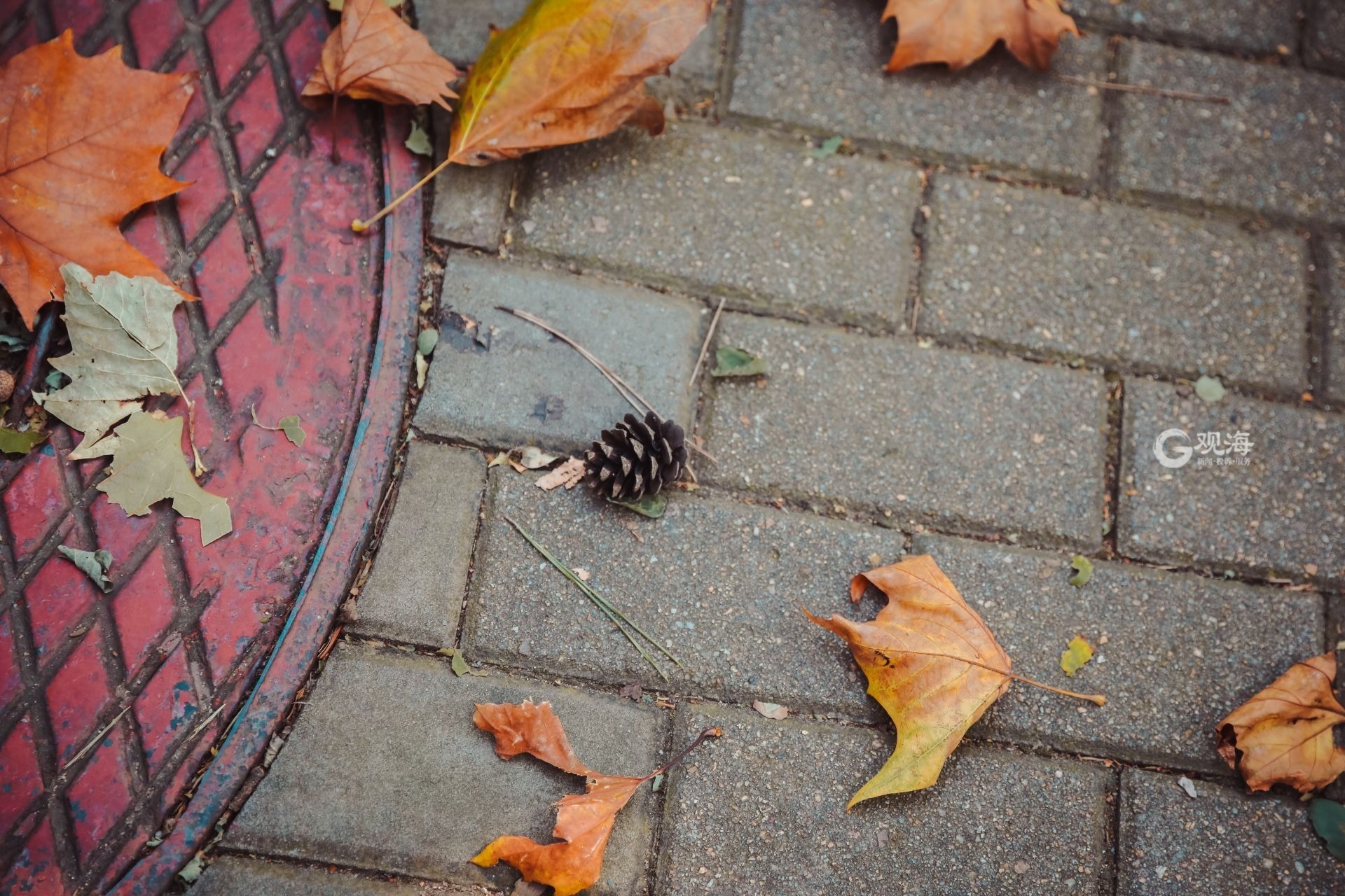 秋天的颜色不止金黄！这份壁纸请收好