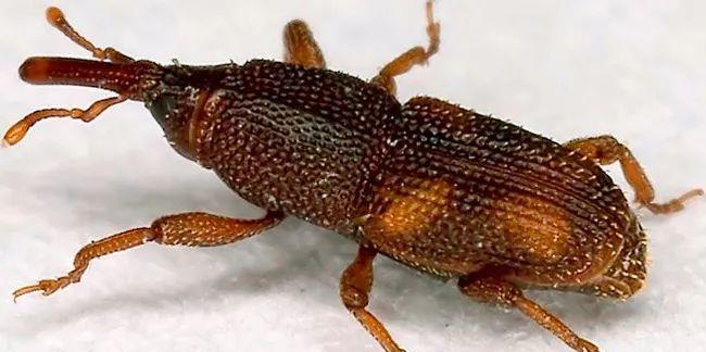 大米 明明是虫却被说成“象”，个头不大破坏力强，有“世界公敌”之称