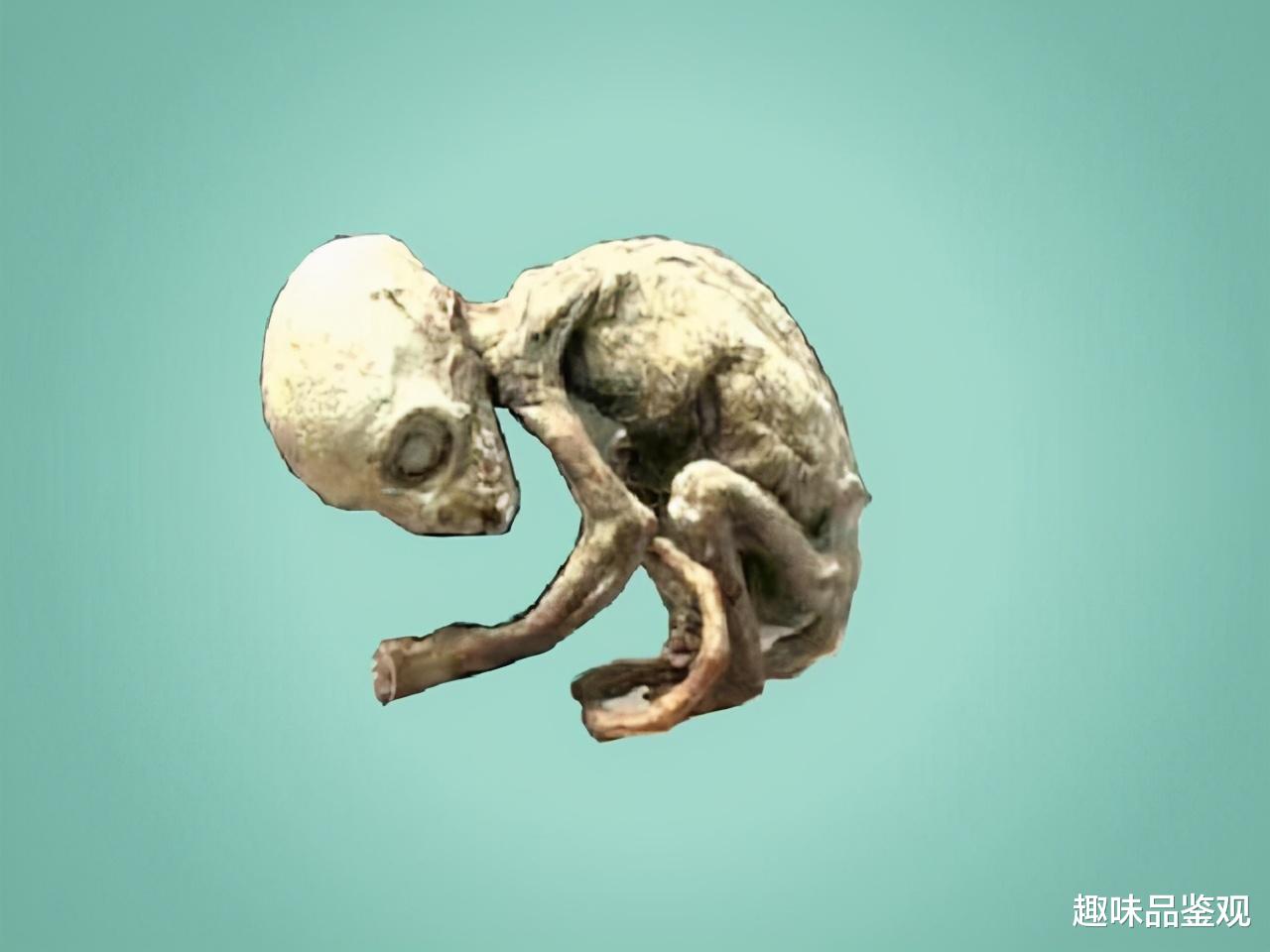 外星宝宝事件2:专家无法测出DNA,男子出面澄清:我做的动物标本