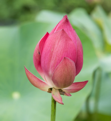 星临天下|进入7月下旬，吉星关照，4属相机遇多多，财源广进，生活富足