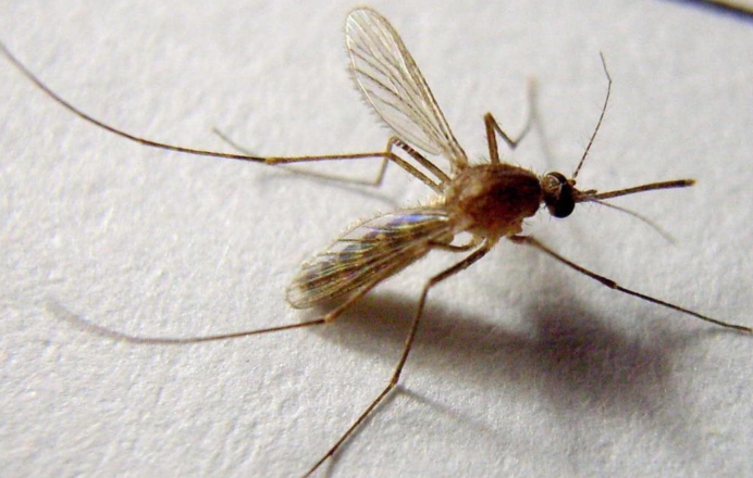  三伏期的蚊子更猖狂！每年72.5万人死于它手，O型血更招蚊吗？