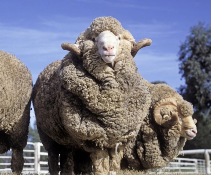 二氧化碳 为何太监普遍长寿?科学家从绵羊身上发现秘密,阉割跟寿命有关