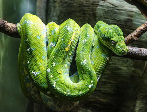  绿曼巴蛇和翠青蛇长得极其相似，区分很重要！