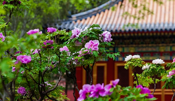 知一先生|女孩取名：独特出众，一股清流的女宝宝名字大全