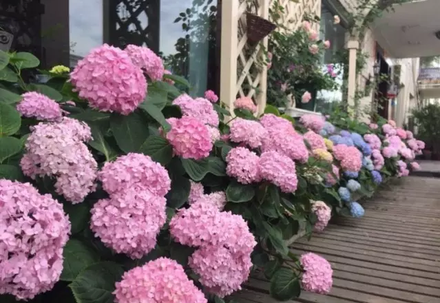 宁波|150㎡私家别墅庭院，打造花开满园的自然舒适小花园，太美了