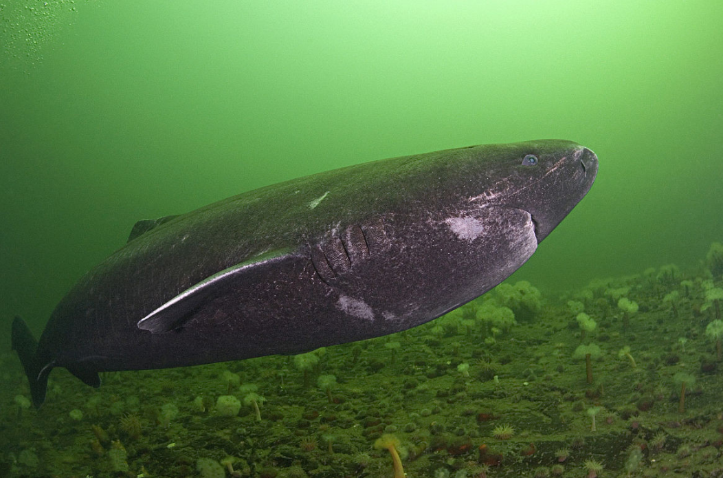 鲨鱼 活到156岁才可交配，因为太懒，它们献祭自己的眼睛只为吃饱饭