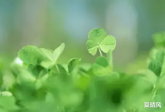 养生|心态不好,所有的养生都是徒劳