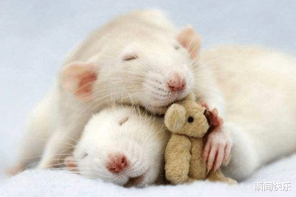 属鼠|“鼠鼠鼠”：2021年窘境退去，走出低谷，成功在即，事业准备翻身