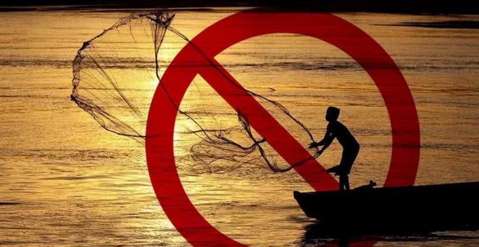 兔子 我们该如何拯救回溯鱼？人类发明了鱼梯，鱼却爬不上去