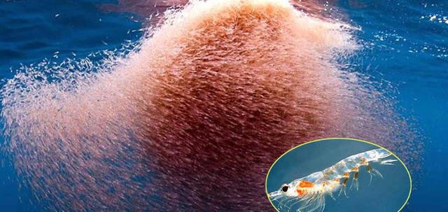 南极 能够养活上亿人的南极磷虾，为何会被人类争抢？这两个方面是重点