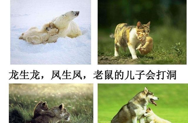 黄种人、黑种人、白种人可以自由交配,为什么没有生殖隔离?