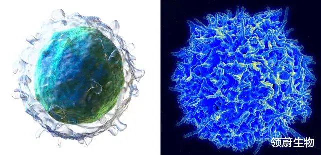 抗体 被诺奖遗忘的伟大发现：T细胞和B细胞，定义现代免疫学的起点