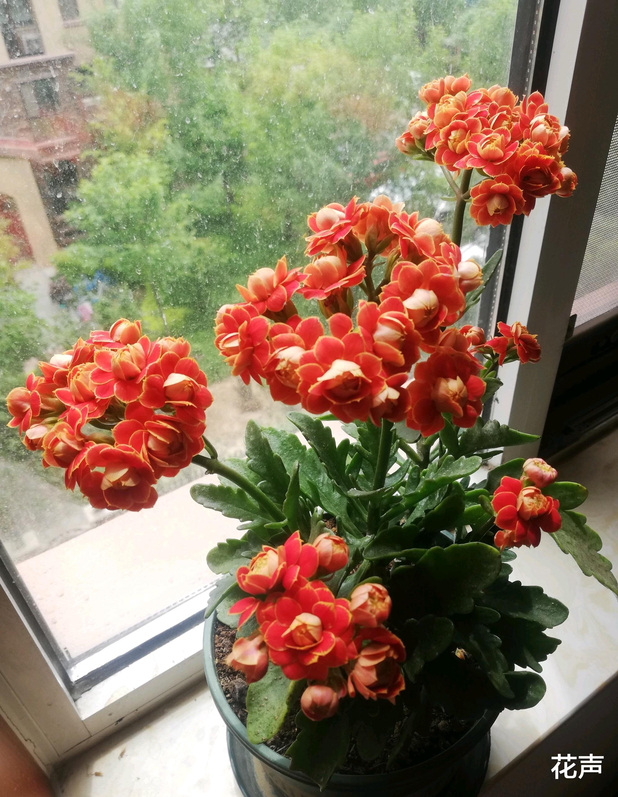 花声 封闭阳台养啥花？这种盆栽花很合适，颜值高，花期长，还很好养