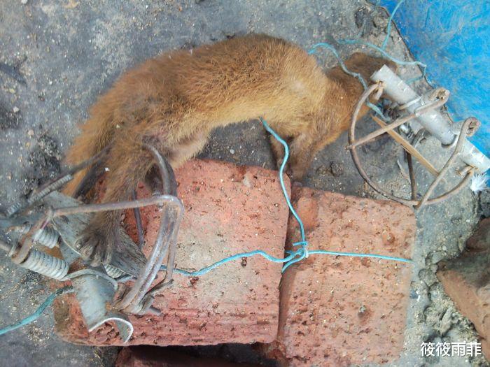 霍金 动物被自己天敌属性克制的程度有多么恐怖？