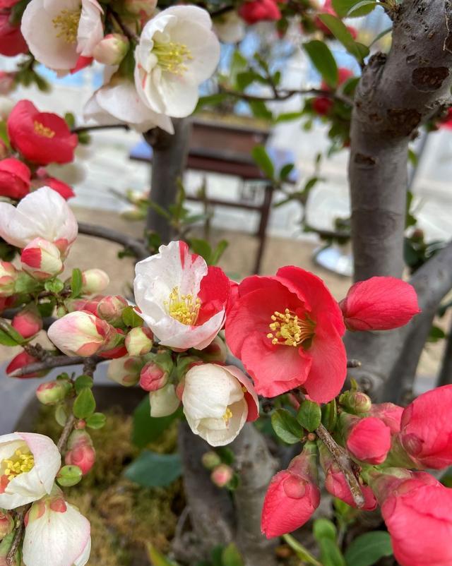 小小旅行端 陶然亭海棠：只恐夜深花睡去