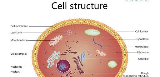科学家 为什么现在很少提“克隆”了？看了“多莉”的一生，或许你会明白