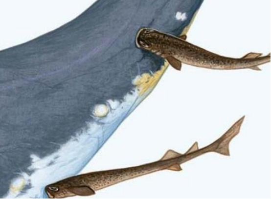 海洋生物 海洋里的“小霸王”,体长仅50厘米的雪茄达摩鲨,最喜欢咬伤人类