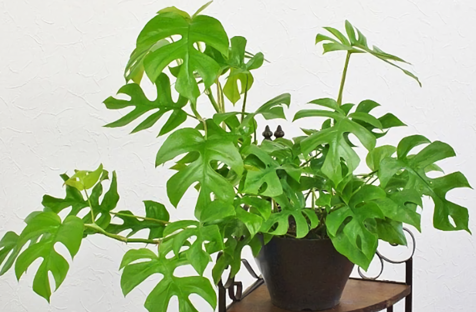 卫生间潮气重异味大该怎么办?搁上几盆它们,厕所天天像新的