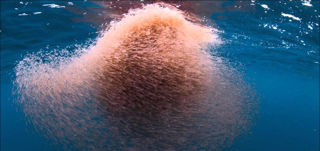 南极 10亿吨“海上金矿”——南极磷虾，为何中国成为了其最大受益者？