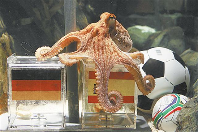 章鱼来自外太空吗?“证据”越来越多,就连科学家也无法否认!