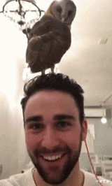 小秦星座|搞笑GIF：被我的队友坑了
