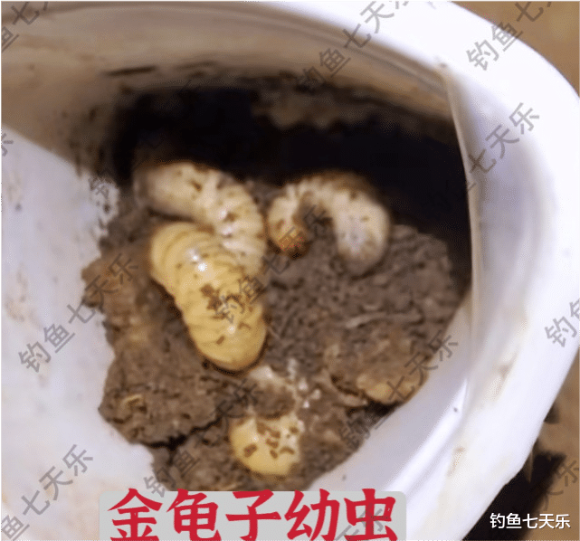 饵料|钓的黄辣丁太小?钓鱼人:这种虫子烤一下,半斤重的大货很容易上钩
