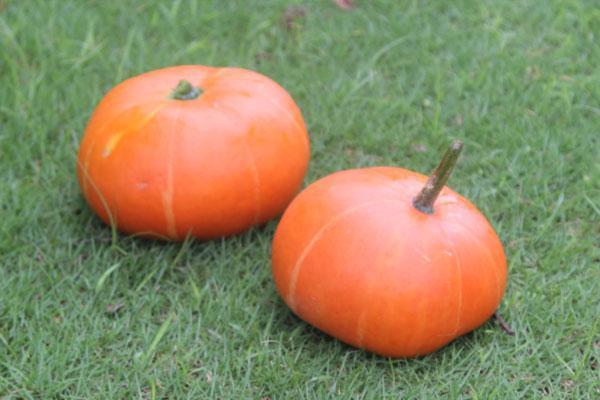 红枣|经常吃南瓜好处多，但4类人吃多了反而伤身，早知为好