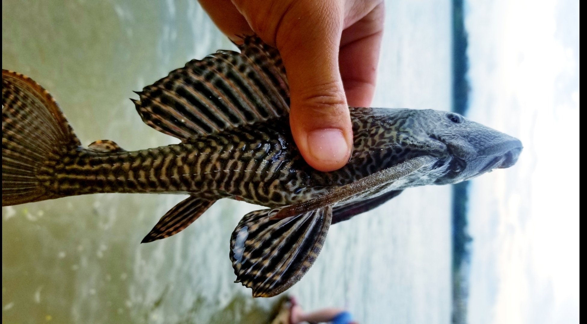 |东江网红香蕉林钓到一条黑皮碳