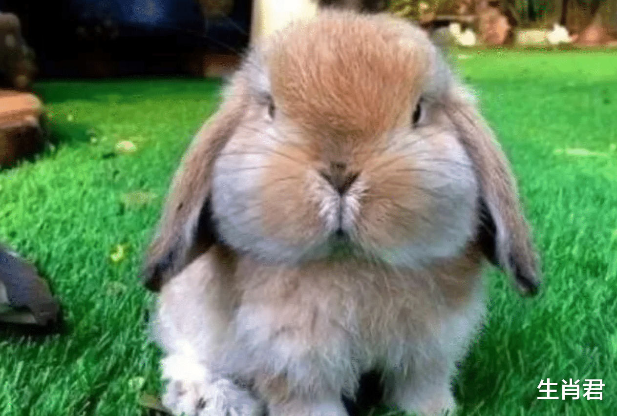 属兔|属兔人做事情未雨绸缪，踏入职场后能够少走弯路，更快达成目标