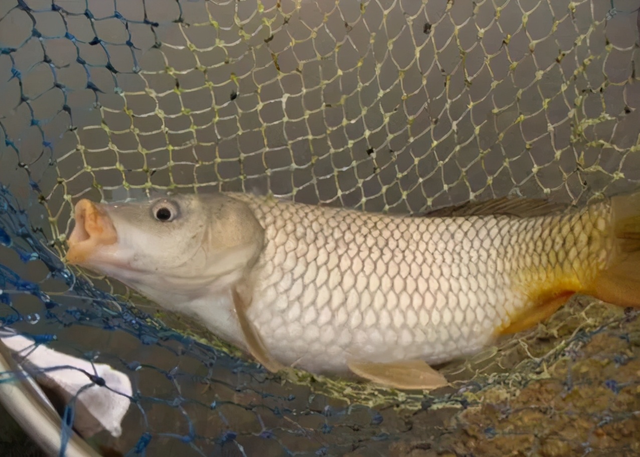 |钓鱼谚语:风前雨后好钓鱼,雨后真的好钓鱼吗?