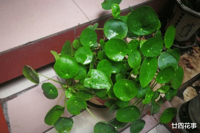 6种花,适合养在卫生间,吸潮气除异味,厕所变成“绿植园”