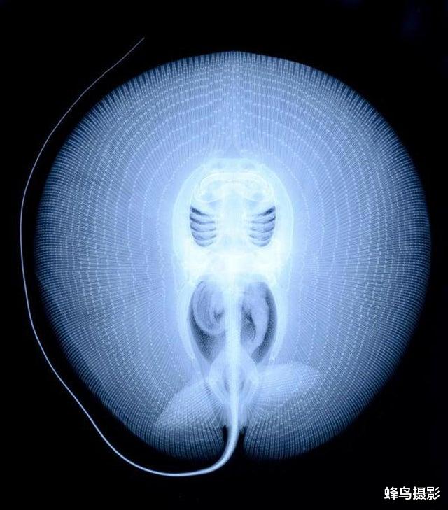 鲨鱼 20张活久未见的照片，鱼跃出海面吃空中的飞鸟，鳄鱼咬到一只鲨鱼