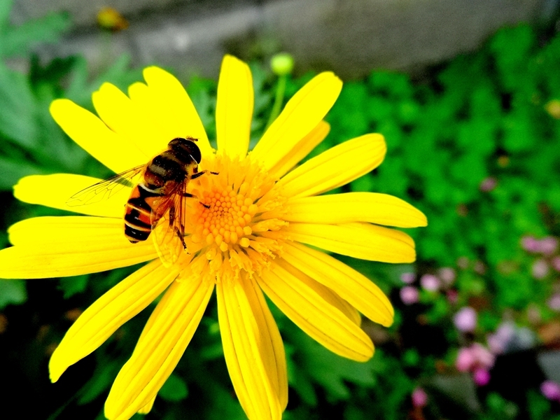 科学家 蚂蚁、蜜蜂需要睡觉吗？科学家发现，这些昆虫跟人类有本质区别！